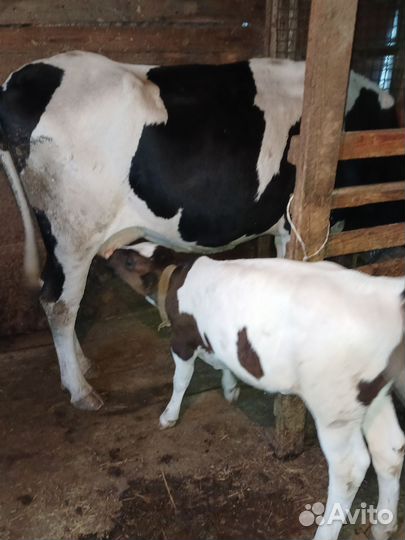 Корова с телёнком