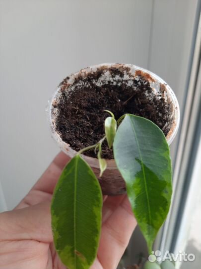 Фикус Анастасия