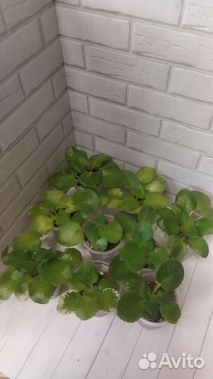 Набор сортовых фиалок