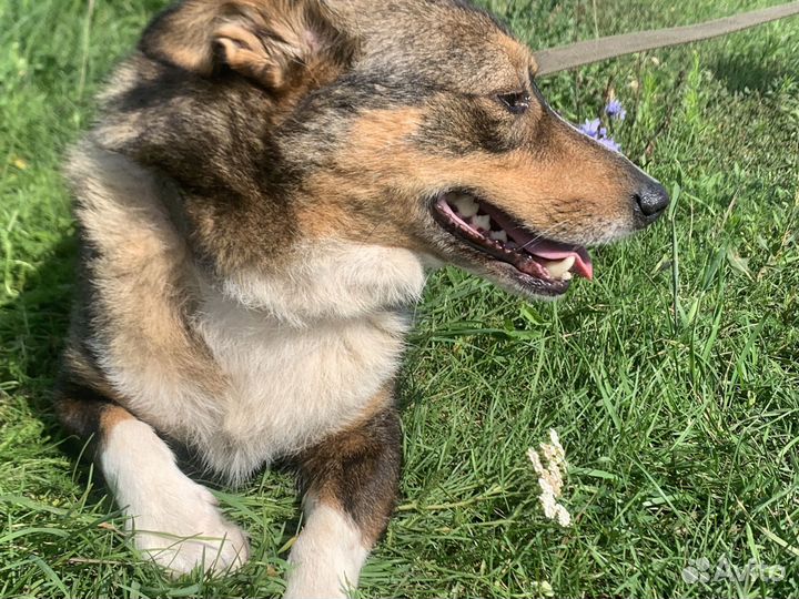 Собака в добрые руки отдам бесплатно