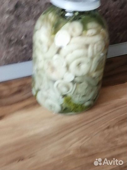 Грибы