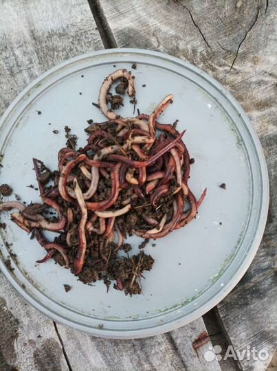 Черви дендробена