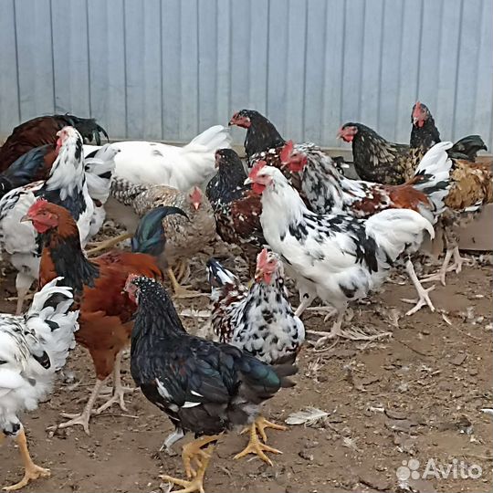 Петухи породные