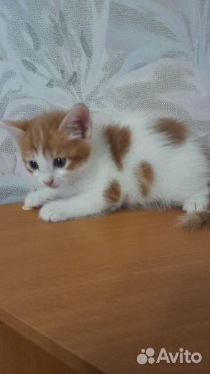 Котята 2 мес