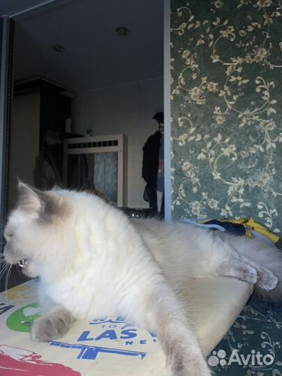 Ищем жениха