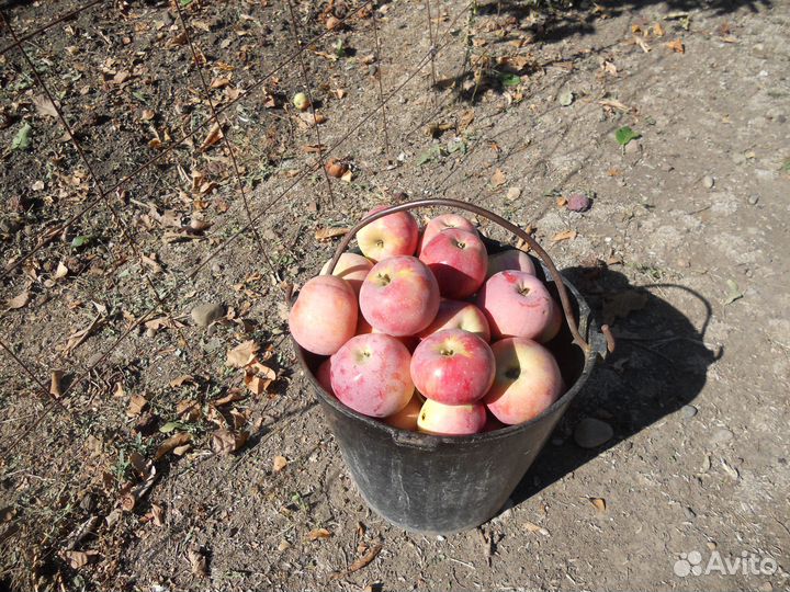 Яблоки домашние