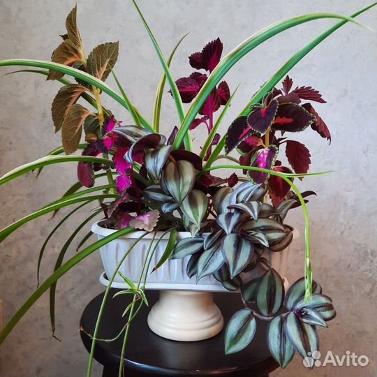 Цветы колеусы, хлорофитум и традесканция зебрина