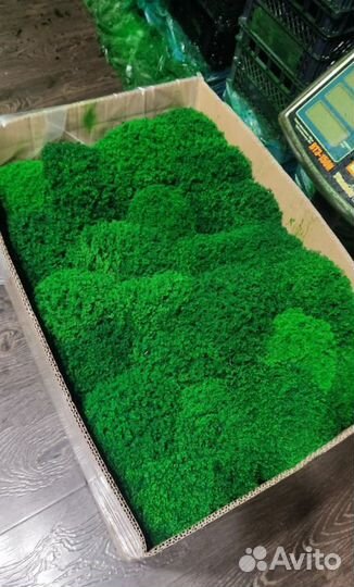 Яркий сочный мох для декора стен