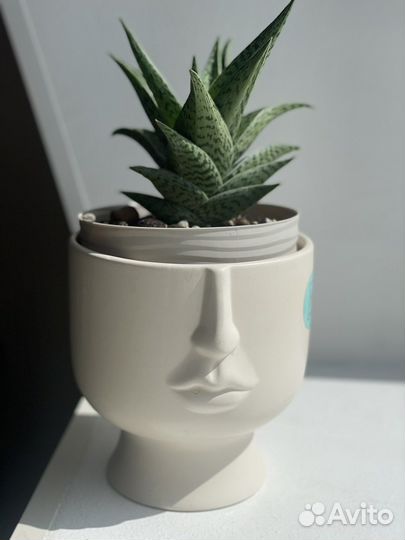 Сортовое Алоэ Вариегата Трибал