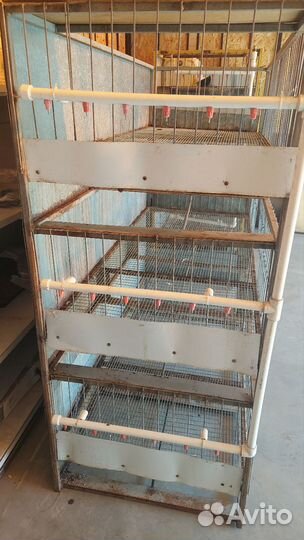 Клетка брудер для бройлеров и курицы