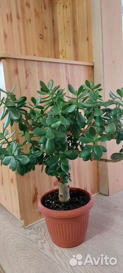 Крассула взрослое дерево