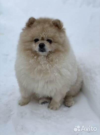 Немецкий малый Шпиц мальчик вязка случка