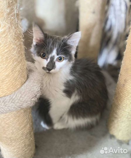 Котенок в добрые руки, красивый котёнок