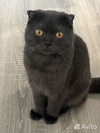 Кот на вязку