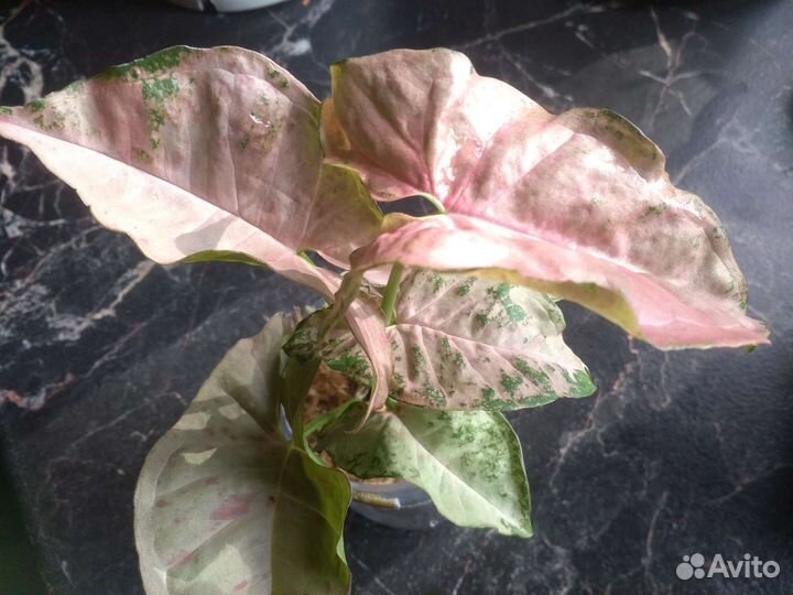 Сингониум Пинк Спот Марбл, и др