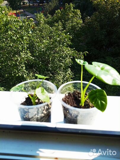 Алоказия Зебрина и Макрориза, Аспарагус Шпренгера