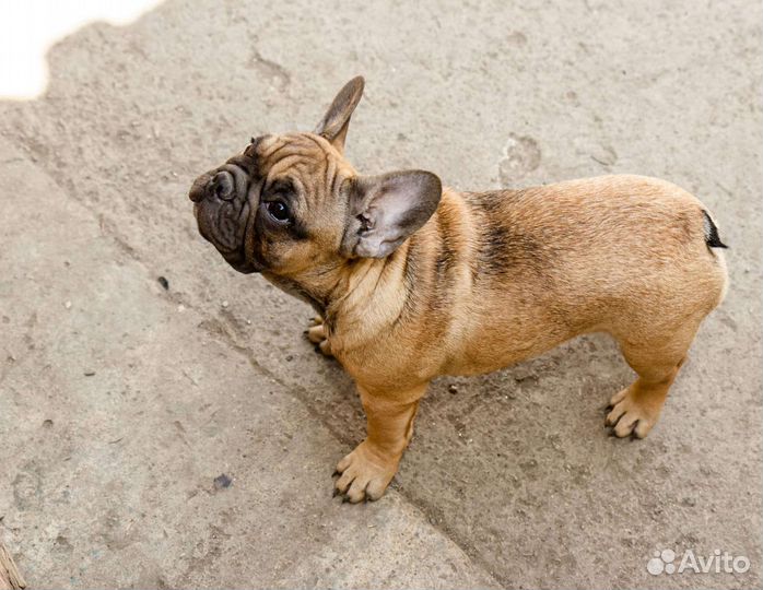 Французский бульдог девочка РКФ