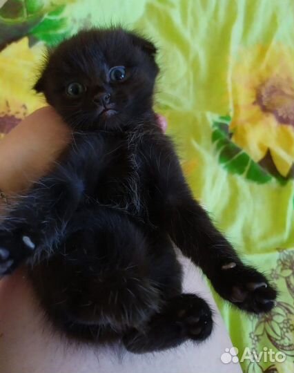 Котята в добрые руки бесплатно