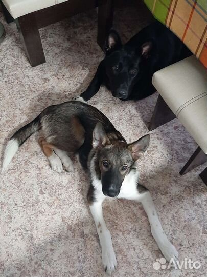 Передержка собак