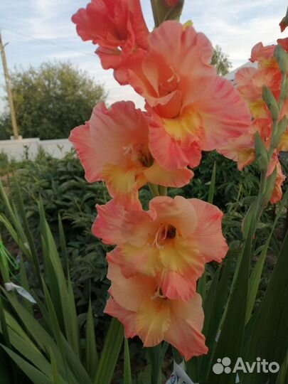 Гладиолусы луковицы