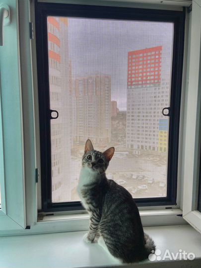 Москитные сетки / Ремонт окон / Антикошка