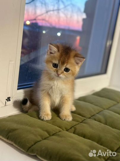 Британские котята в драгоценных окрасах