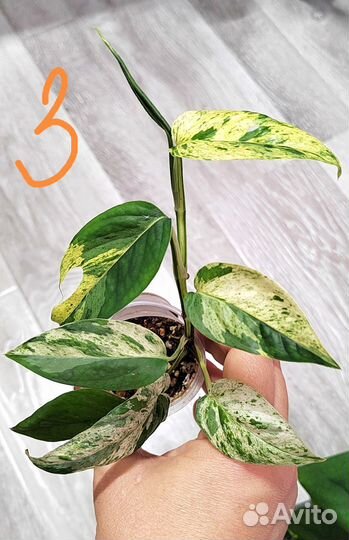 Сциндапсус эпипремнум