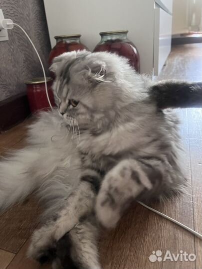 Кошка британская