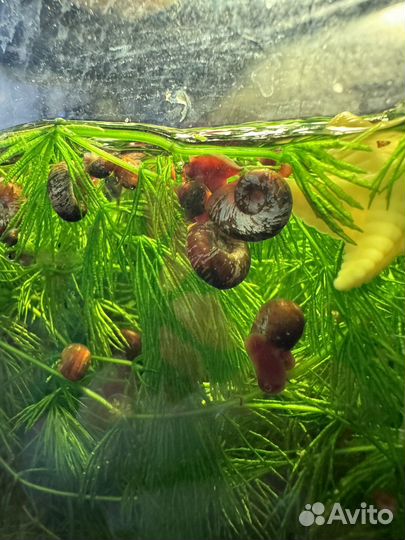 Улитки в добрые руки