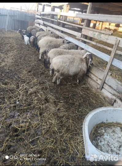 Бараны, овцы