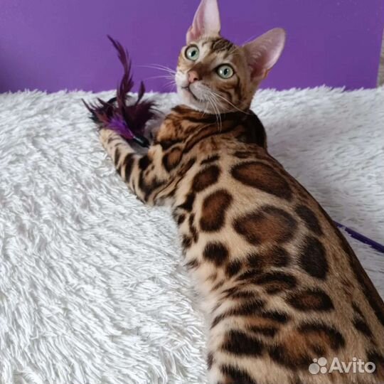 Бенгальская кошка