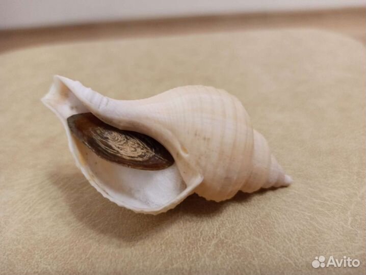 Морская раковина