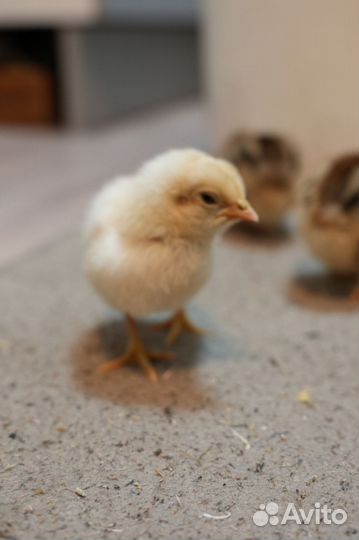 Цыпленок