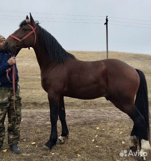 Русский рысак