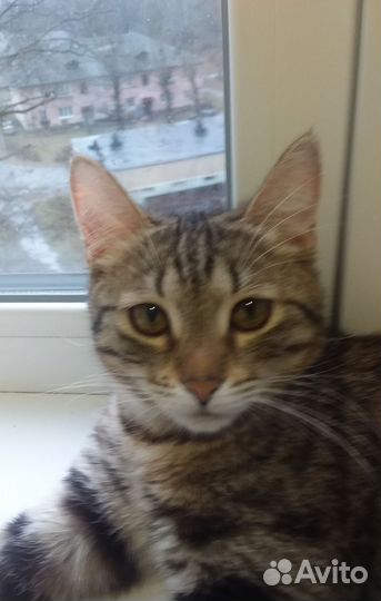 Европейская