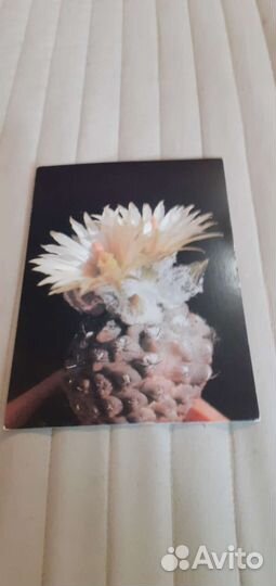 Открытки с кактусами