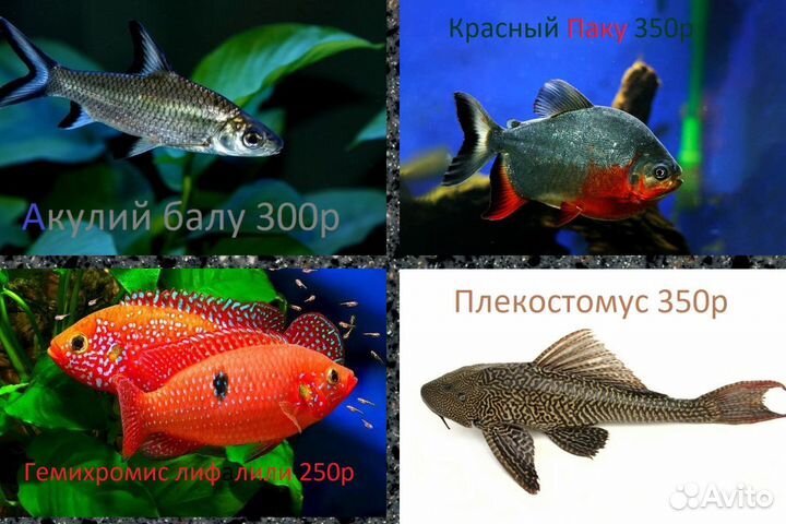 Аквариумные рыбки в днр