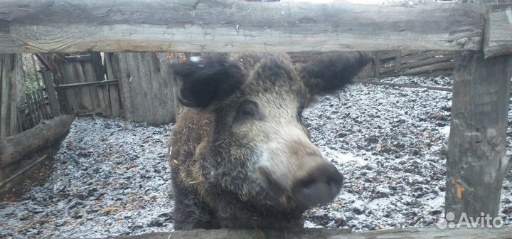 Свинья Венгерская мангалица