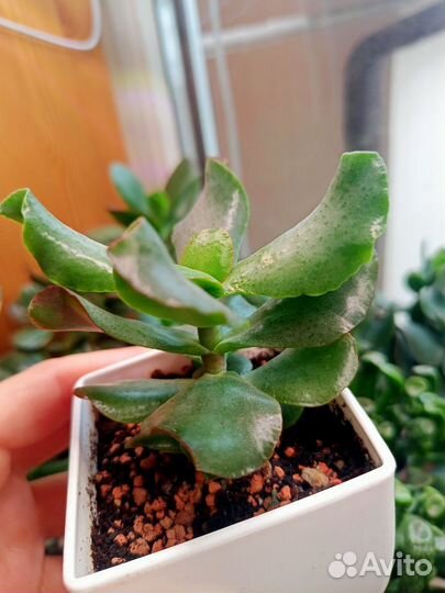 Крассула Керли, (Азия)