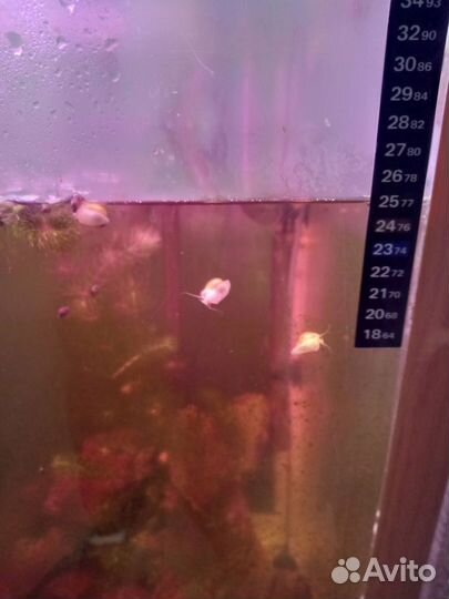 Улитки ампулярии