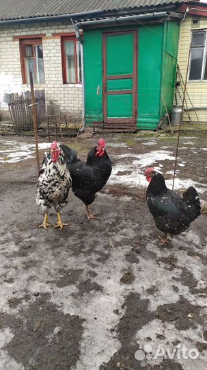Молодые петухи