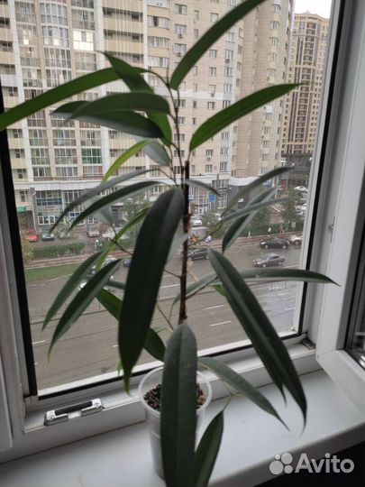 Фикус амстел кинг