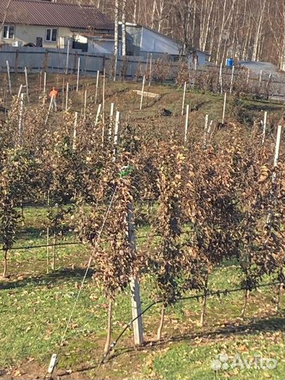 Саженцы яблони 2-3 летки