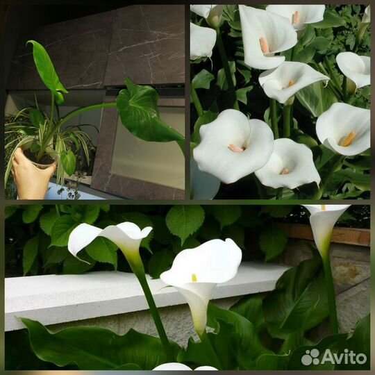 Комнатные цветы