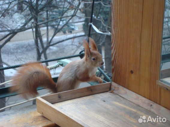 Белки вольерного разведения для заселения парков