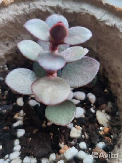 Денежное дерево (крассула/толстянка)