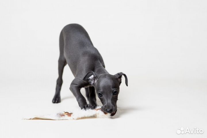 Щенок левретки мальчик