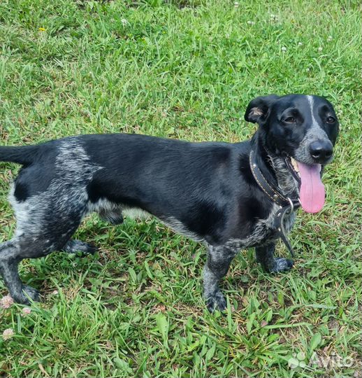 Найдена собака