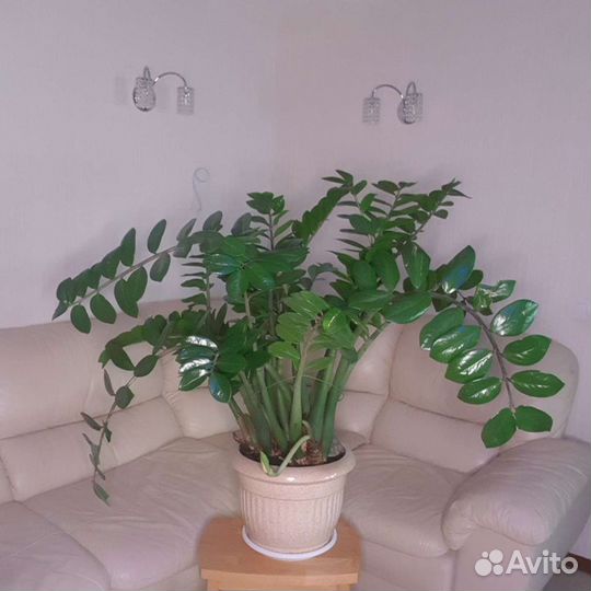 Долларовое дерево-Замиокулькас-Денежное дерево