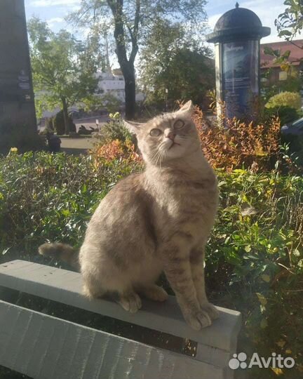 Молодая кошка ищет дом